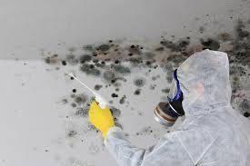 Best Mold Odor Removal Services  in Killeen, TX